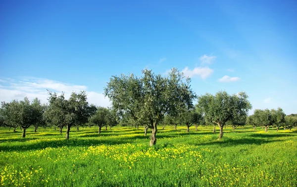 Olives Tree Green Field Soutt Region Portugal — Stock Photo, Image