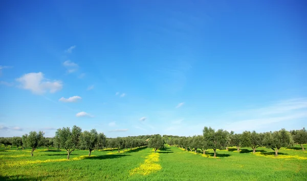 Azeitonas em campo verde em Portugal . — Fotografia de Stock