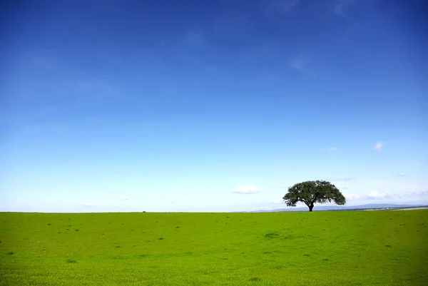 Einsamer Baum Auf Der Portugiesischen Ebene — Stockfoto
