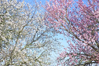 Background of almond tree branches. clipart