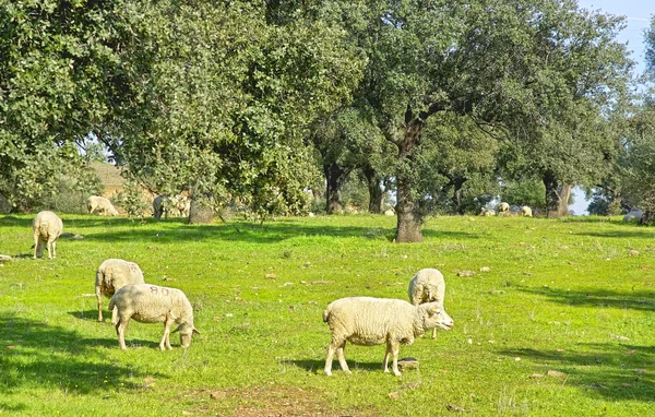 Moutons en champ vert au Portugal . — Photo