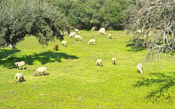 Koyunlar yeşil alanı. — Stok fotoğraf