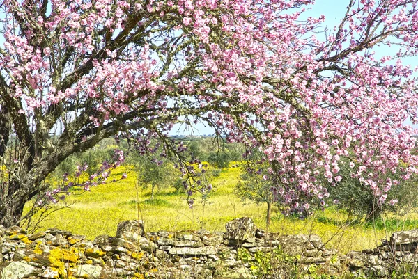 Amandelboom op Portugese boerderij. — Stockfoto