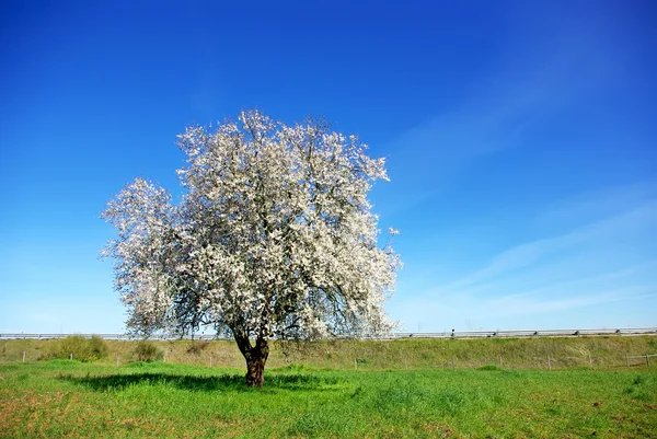 Einsamer Mandelbaum Auf Der Grünen Wiese Bei Portugal — Stockfoto
