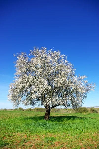 Lonely almond tree in green field. — Stock Photo, Image