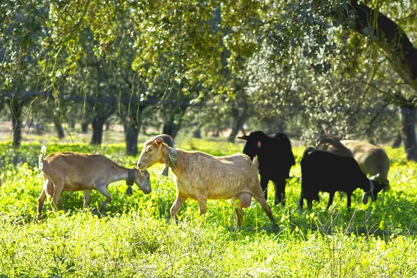 Kozy w zielone pola. — Zdjęcie stockowe