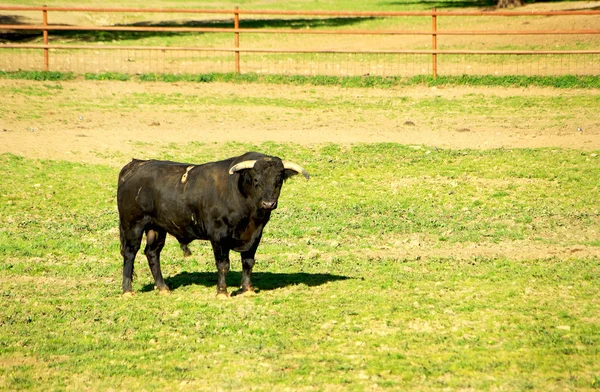 Чёрный бык  . — стоковое фото