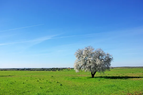 Мигдальне дерево, на південь від Португалії. — стокове фото