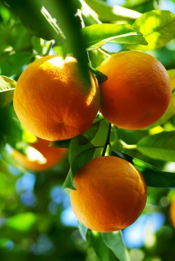 Oranges hanging on tree. clipart