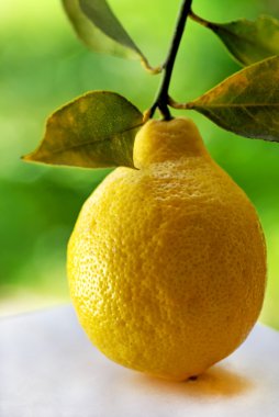 bir olgun limon.