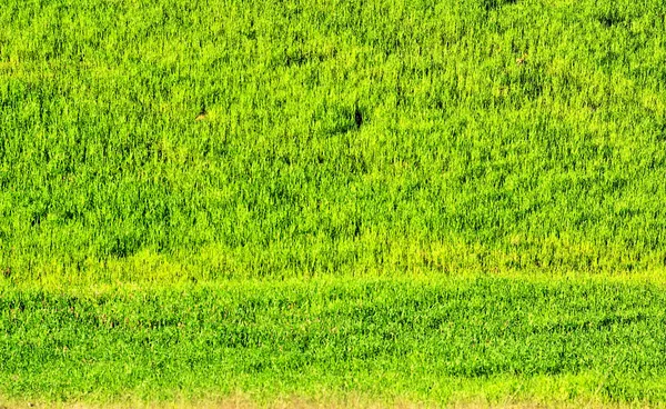Groene tarweveld. — Stockfoto