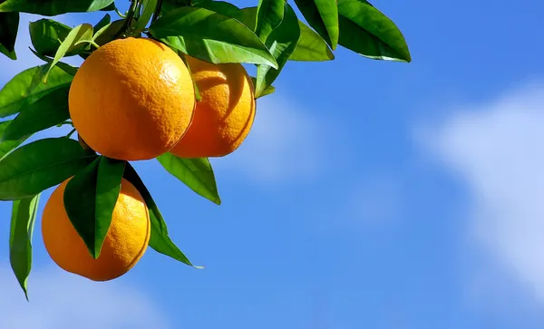 Naranjas colgando árbol —  Fotos de Stock