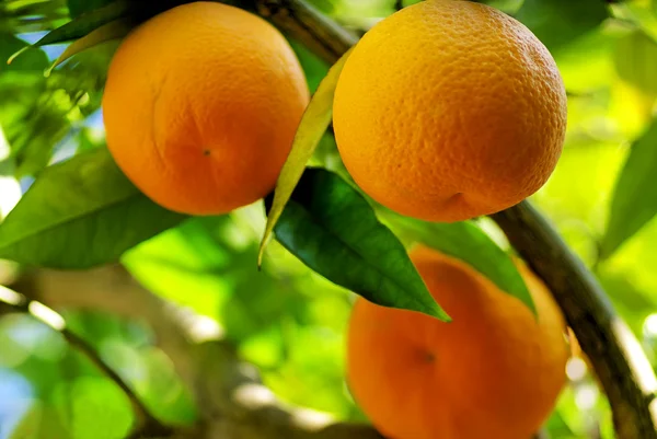 Pomeranče na stromě. — Stock fotografie