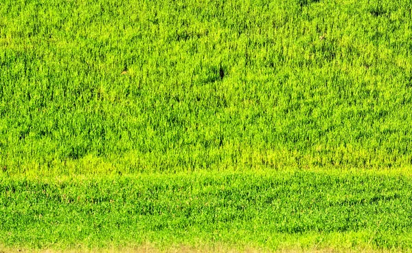 Green wheat field. — Stock Image Green wheat field. Stock Picture