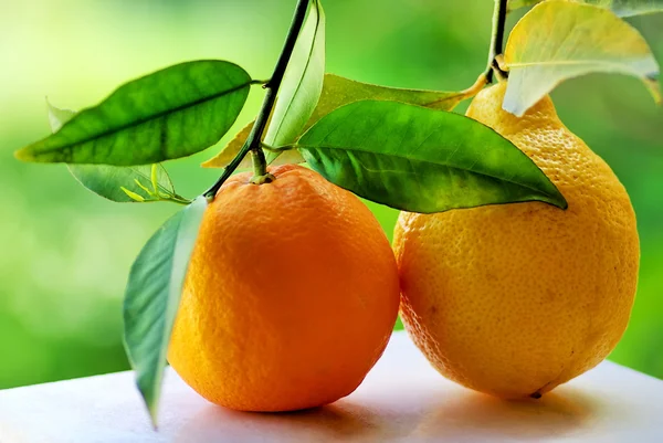 Sinaasappel- en citroenbomen fuit. — Stockfoto
