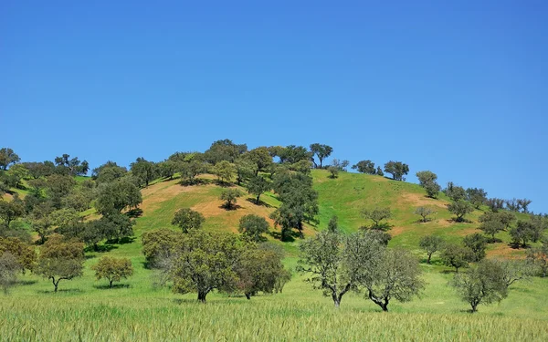 Bäume auf portugiesischem Feld, Region Alentejo. — Stockfoto