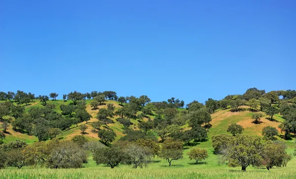 Árvores no campo português . — Fotografia de Stock