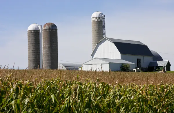 Corn field and farm — Stock Photo, Image