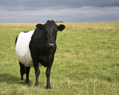 Belted galloway cow clipart