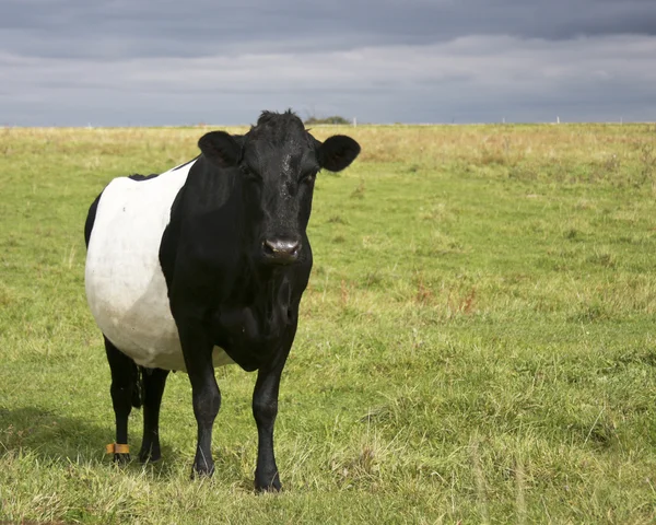 Belted galloway cow — Stock Photo, Image