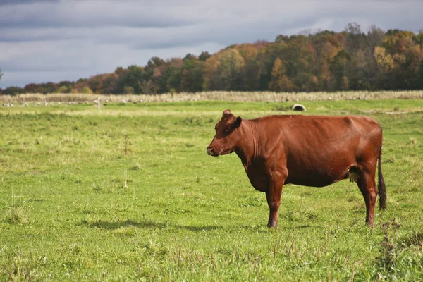 Молочная корова осенью — стоковое фото