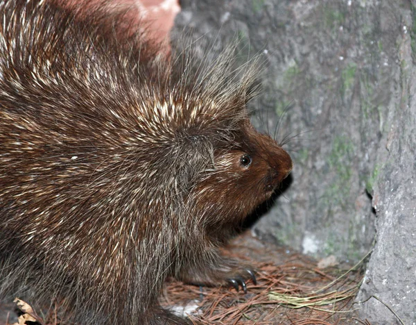 Fångenskap Porcupine Med Quills Extended Bredvid Ett Träd — Stockfoto
