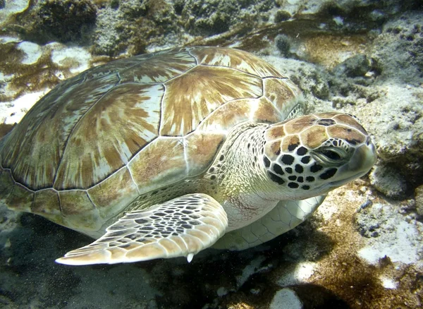Tortuga marina bajo el agua — Foto de Stock