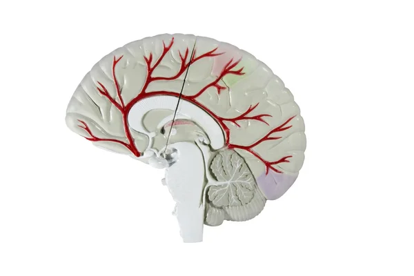 stock image Human brain cross section model