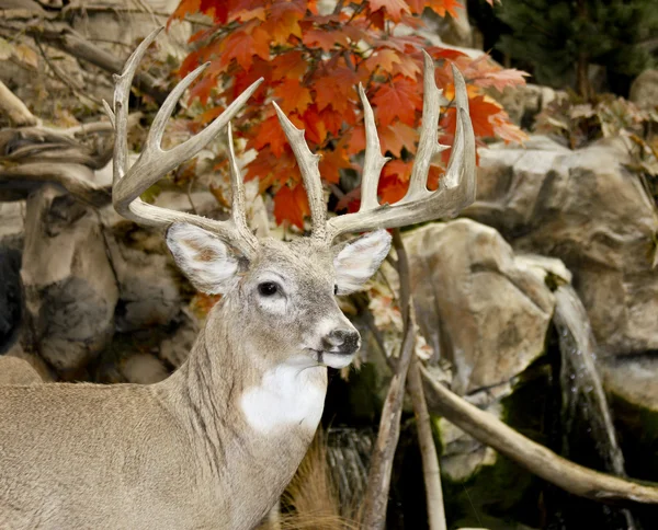 Trophy Whitetail Buck Fall Woods Background — Stock Photo, Image