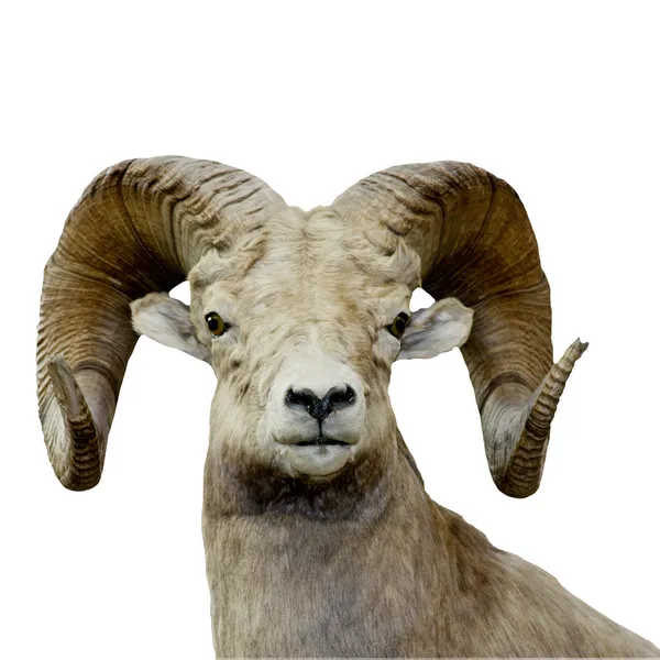 Πρόβατα Πρόβατο Μεγάλα Κέρατα Απομονωμένο Πάνω Λευκό Φόντο — Φωτογραφία Αρχείου