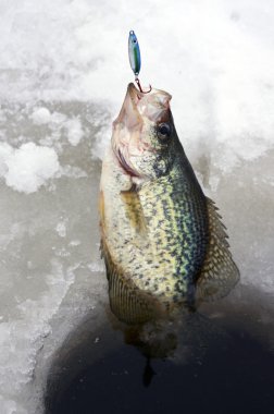 Ice fishing crappie clipart