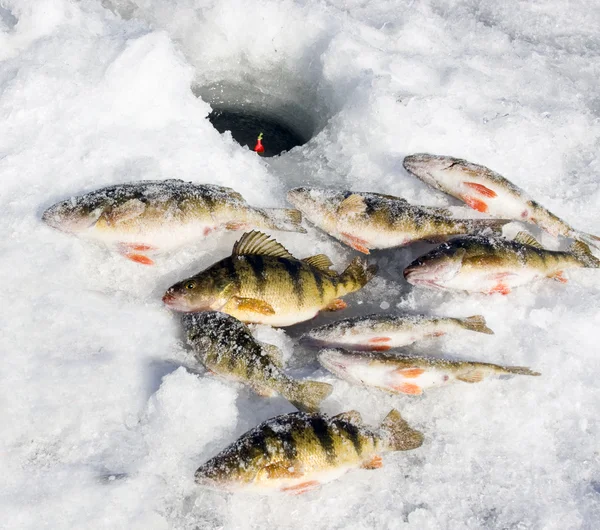 Perca de pesca de hielo —  Fotos de Stock