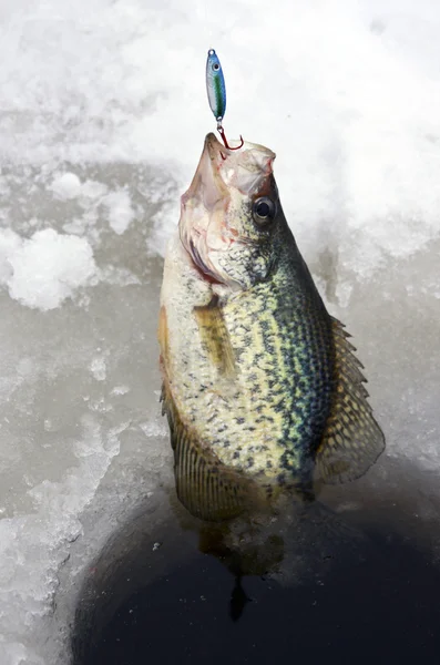 Buz balıkçılık crappie — Stok fotoğraf