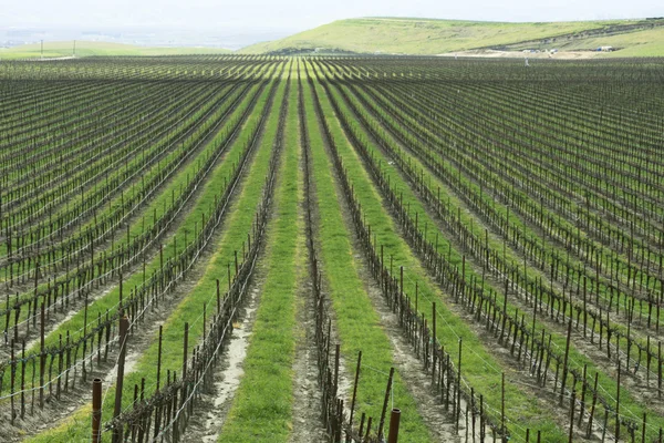 Kalifornien vingård på våren — Stockfoto
