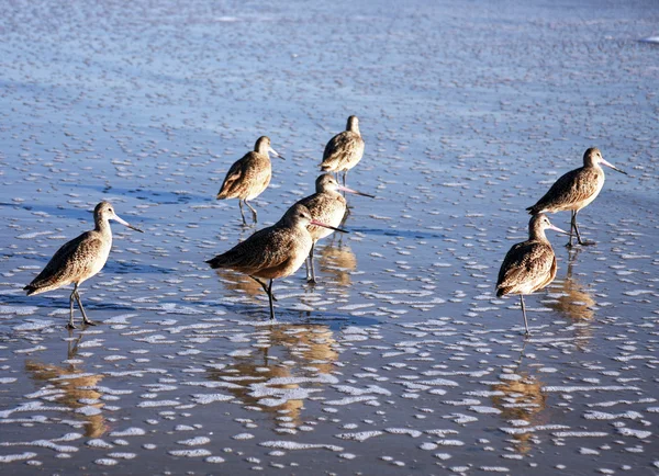 stock image Long bill shore birds