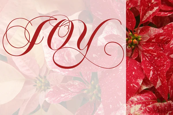Poinsettias de Navidad con palabra de alegría — Foto de Stock