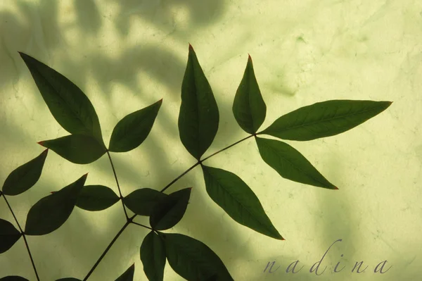 Bladeren van nandina — Stockfoto