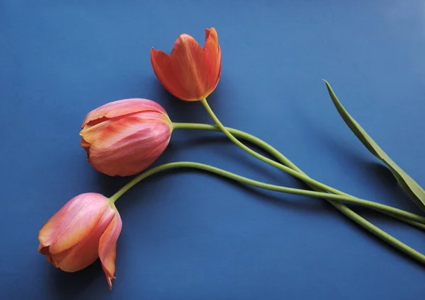 Tulipanes de coral en azul — Foto de Stock
