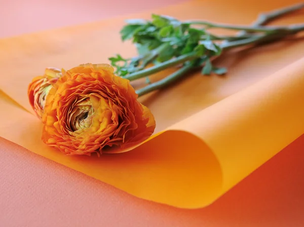 Narancssárga Boglárka — Stock Fotó