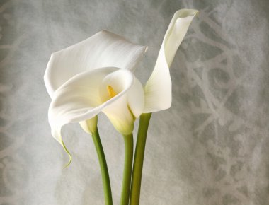 Three calla lilies clipart