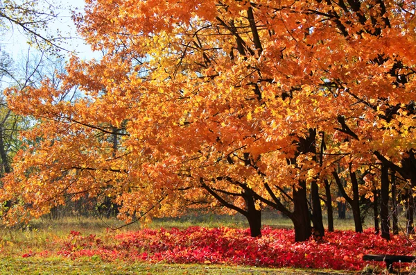 Fall in a park — Stock Photo, Image