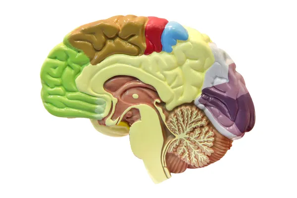 stock image Brain isolated on white