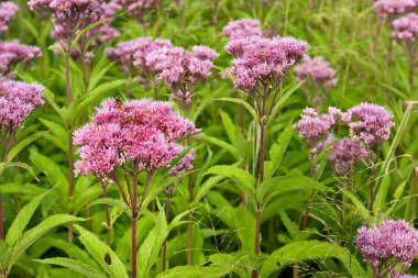 Joe Pye Weed Wild Flowers (Eutrochium) clipart