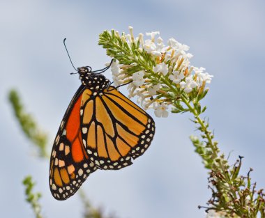 Monarch Butterfly clipart