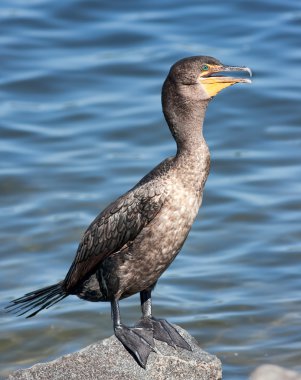 A Double-Crested Cormorant on a rock in a lake clipart