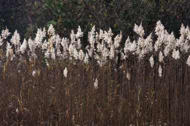 Çayır Cordgrass (Spartina pectinata)