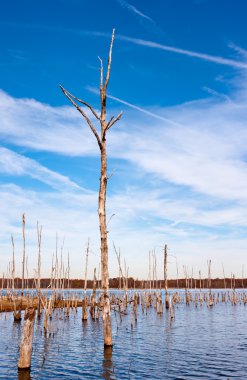 Dead Trees in the Water clipart