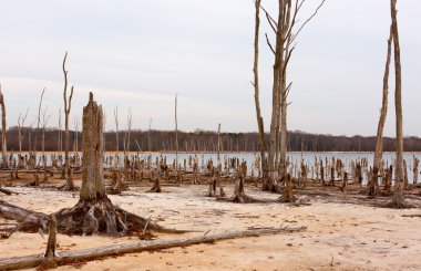 Göl çevresinde ölü ağaçlar