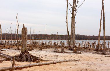 Dead Trees Around a Lake clipart