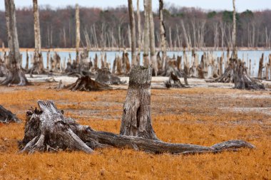 Dead Trees clipart